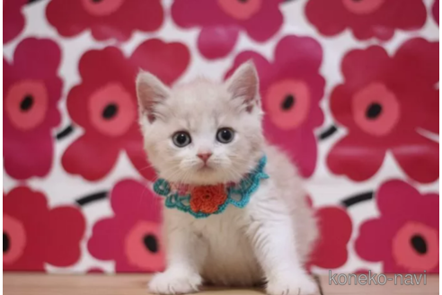 成約済の東京都のスコティッシュフォールド-100109の4枚目